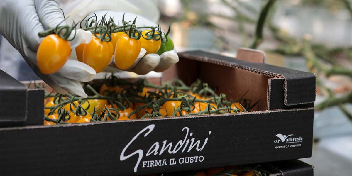 Consumatori confusi sul pomodoro: Gandini chiarisce le idee